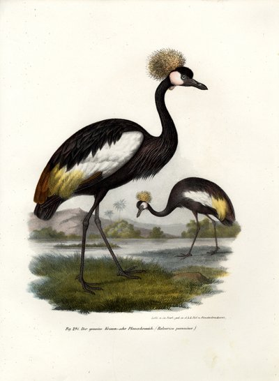 Black Crowned Crane by German School